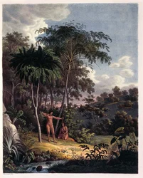 Alsophila, water ferns in the Amazon, table XXVIII from 