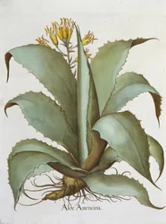 American Aloe, from the Hortus Eystettensis by Basil Besler, pub. 1613