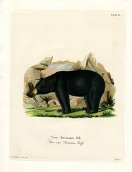American Black Bear
