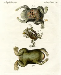 American Toads