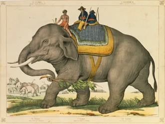 An Elephant Used to Hunt Its Own, Pictorial Broadsheet Published by Joseph Scholz, Mainz, c.1860