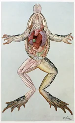 Anatomical Cross Section of a Female Frog, from Brehm