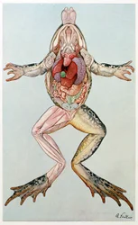 Anatomical Cross Section of a Female Frog, from Brehms Tierleben