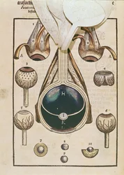 Anatomy of the Eye, from Ophthalmodouleia by Georg Bartisch, published in Dresden in 1583