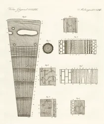 Anatomy of Wood