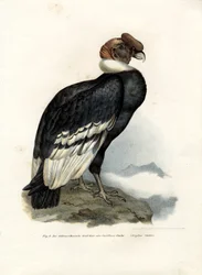 Andean Condor