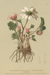 Anemone-like Crowfoot (Ranunculus anemonoides, Callianthemum anemonoides)