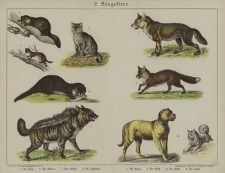 Animals