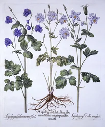 Aquilegia, from Hortus Eystettensis