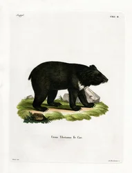 Asian Black Bear