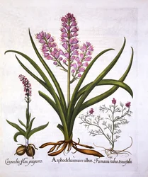 Asphodel, Burnt Orchid and Fumaria Spicata, from Hortus Eystettensis