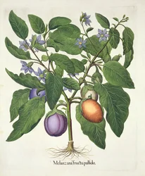 Aubergine: Melanzana fructu pallido, from the Hortus Eystettensis by Basil Besler, pub. 1613