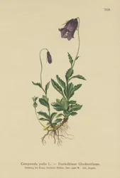 Austrian Bellflower