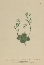 Austrian Whitlow-grass