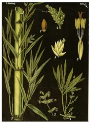 Bamboo