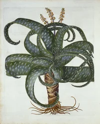 Barbados Aloe, from Hortus Eystettensis