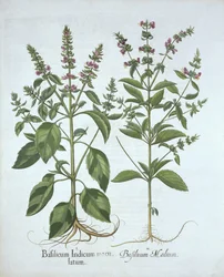 Basil, from Hortus Eystettensis