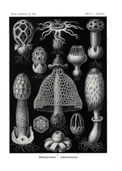 Basimycetes
