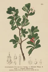 Bearberry