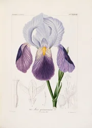 Bearded iris, engraved by Ch. Schnorr