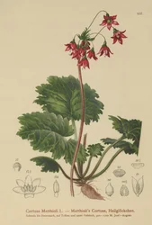 Bears-Ear Sanicle