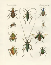 Beautiful Beetles
