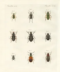 Beautiful German Beetles