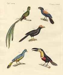 Beautiful and New Climbing Birds