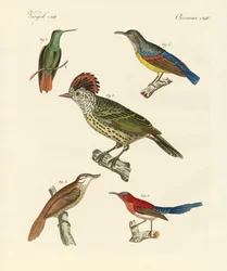 Beautiful and Strange Birds