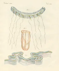 Beautiful Comb Jellies