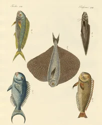 Beautiful Fish