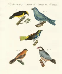 Beautiful foreign birds