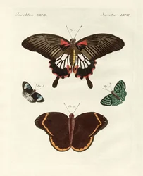 Beautiful Foreign Butterflies