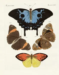 Beautiful Foreign Butterflies