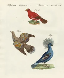 Beautiful, Foreign Pigeons