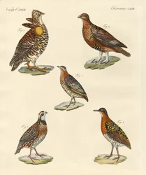 Beautiful Hen-like Birds