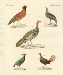 Beautiful Hen-like Birds