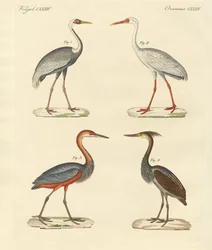 Beautiful Marsh-Birds