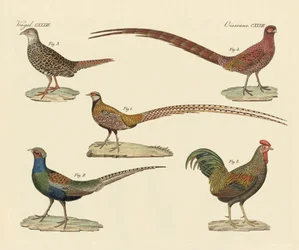 Beautiful Pheasants