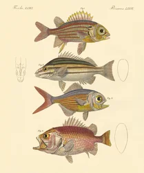Beautiful Seabass-like Fish