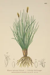 Bellardis Bog Sedge