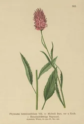 Betony-leaved Rampion