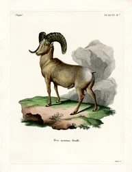 Bighorn Sheep