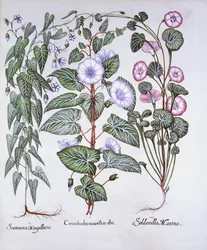 Bindweed, Dogs Bane and Sea Bindweed, from Hortus Eystettensis