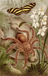 Bird Spider, plate from Brehms Tierleben