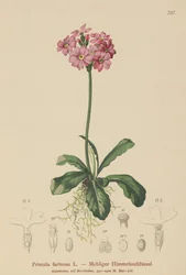 Birds-eye Primrose