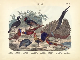 Birds
