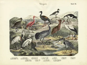 Birds