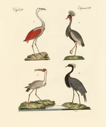 Birds from Hot Countries