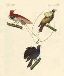 Birds of Paradise